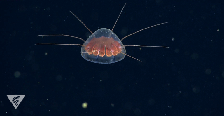 Aeginura sp.