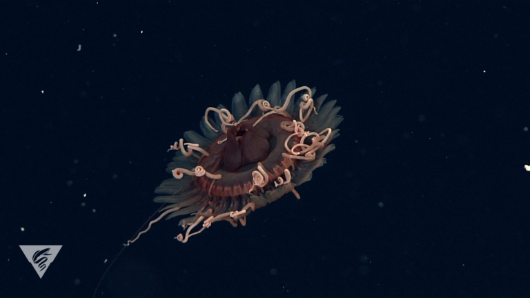 Atolla sp.