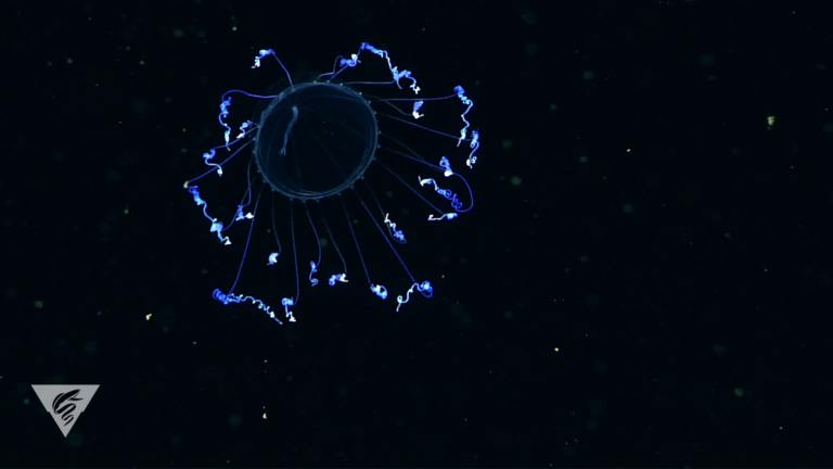 Colobonema sericeum