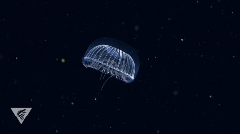 Halitrephes sp.
