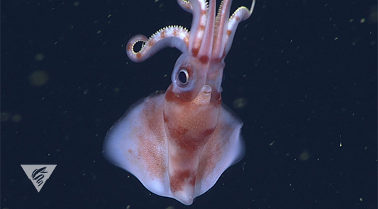 Octopoteuthis deletron