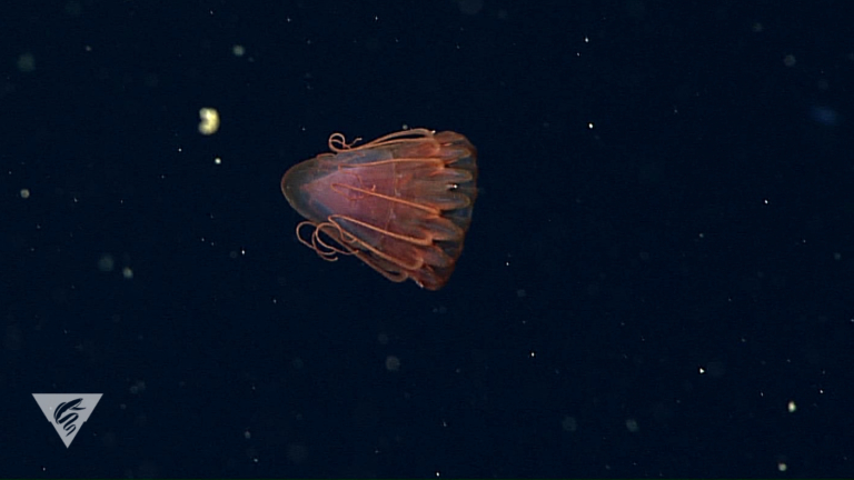 Periphylla periphylla