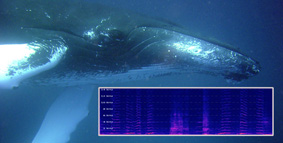 Humpback+spectrogram 283