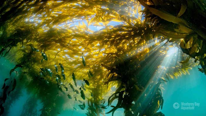 View from below of kelp forest canopy near the ocean surface.