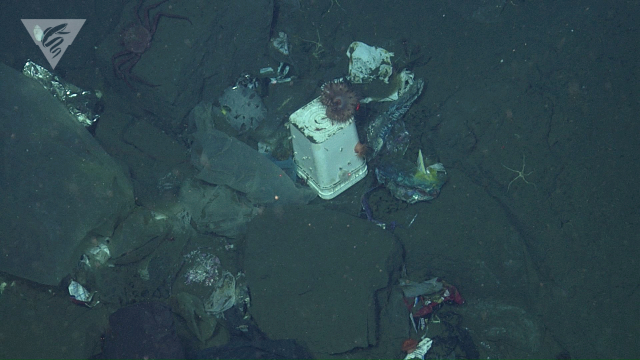 Deep-sea trash