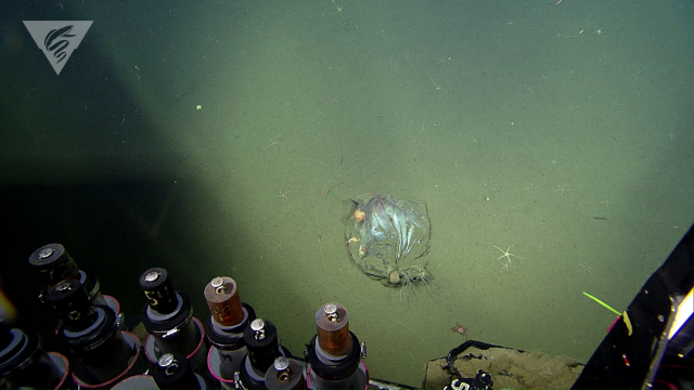 Trash bag in the deep sea