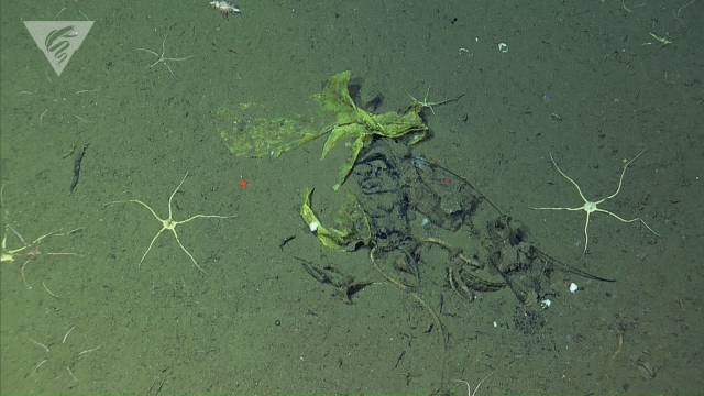 Trash and brittle stars