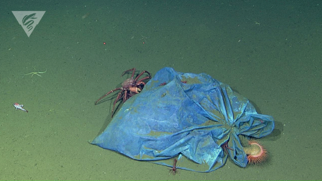 Deep-sea trash