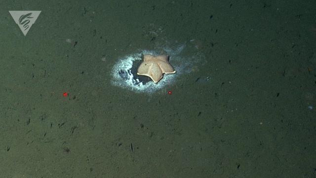 Deep-sea star