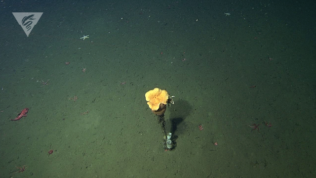 Deep-sea ponge