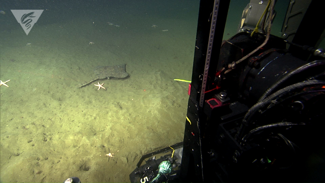 Longnose skate