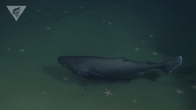 Sleeper shark