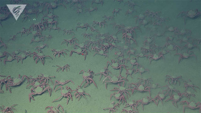 Crabs on the seafloor