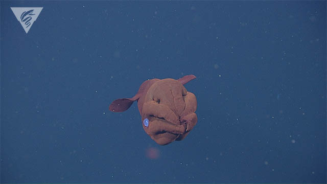 Vampyroteuthis