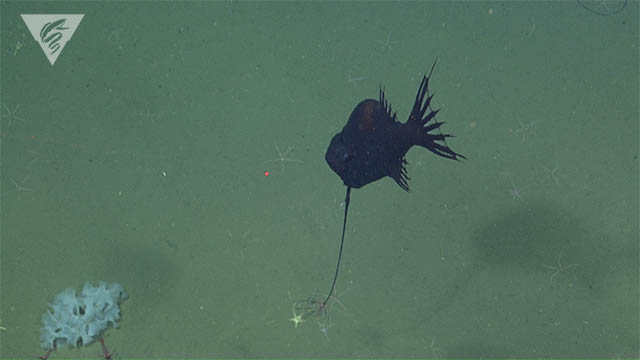 Whipnose angler fish