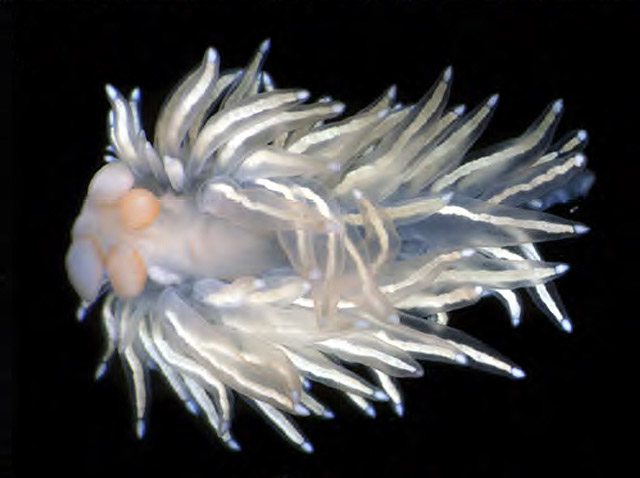 L'image du Jour : Nouvelle espèce de nudibranche découverte (Vidéo) By Jack35 C-methana-lab-640