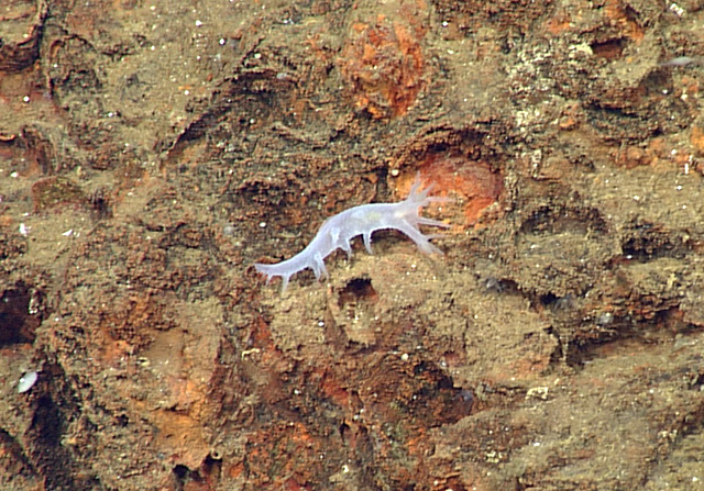 L'image du Jour : Nouvelle espèce de nudibranche découverte (Vidéo) By Jack35 Dendronotus-claguei_1-640