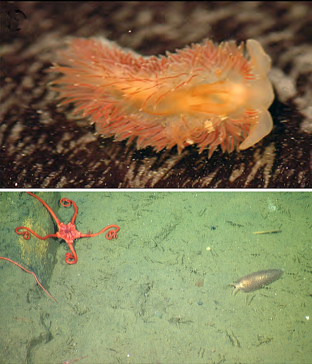 L'image du Jour : Nouvelle espèce de nudibranche découverte (Vidéo) By Jack35 Z-vrijenhoeki-labfield-640