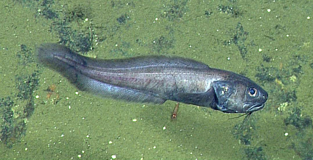 Biologists discover deep-sea fish living where there is virtually no oxygen  • MBARI
