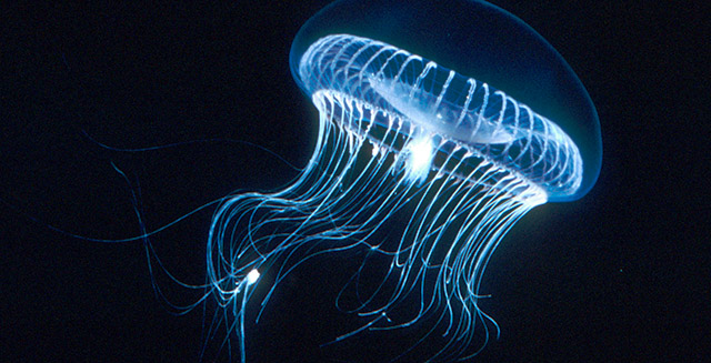 How does bioluminescence work? - Woods Hole Oceanographic Institution