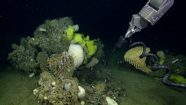 Seafloor Ecology Expedition 2019 - Log 4 • MBARI