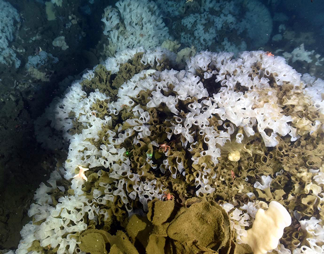 Fishing activity near marine protected areas affects the feeding ...