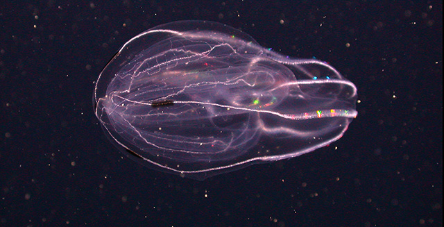 How comb jellies adapted to life in the deep sea • MBARI