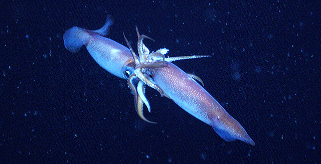 16 things you probably didn't know about cephalopod sex • MBARI