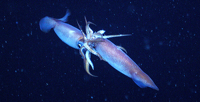 Octopus Sex Porn Animal - 16 things you probably didn't know about cephalopod sex â€¢ MBARI