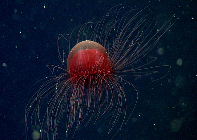 Mysterious little red jellies: case of mistaken identity • MBARI