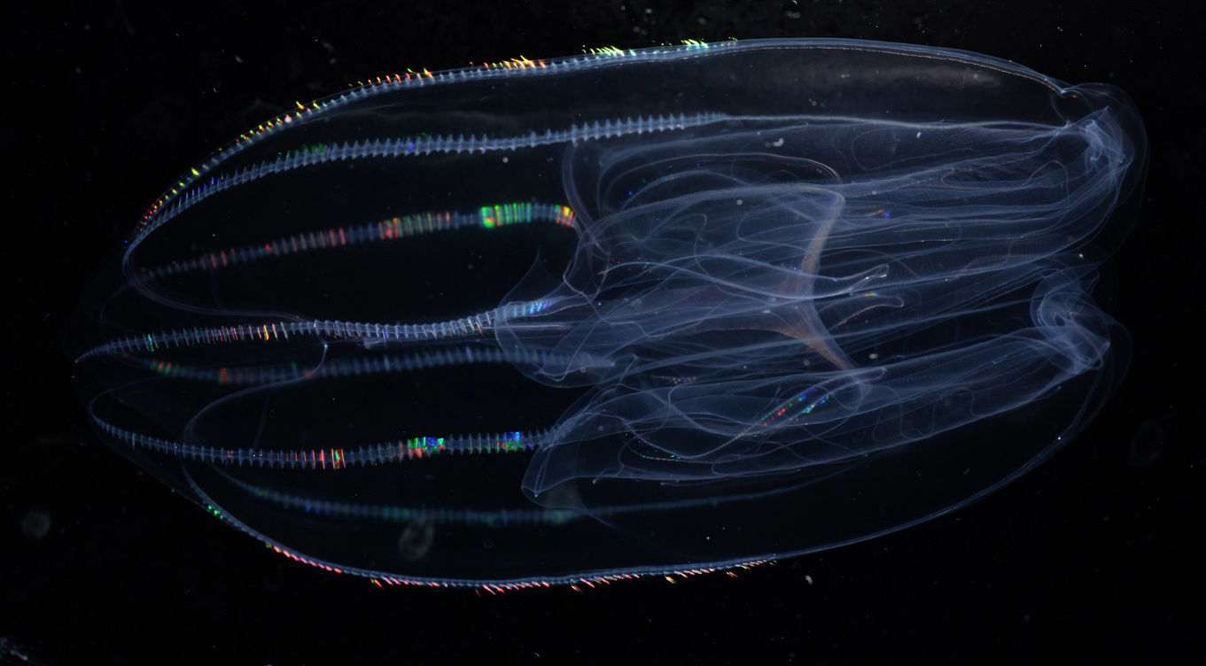 Biodiversity and Biooptics 2020 Expedition • MBARI