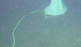 3D hydrophone