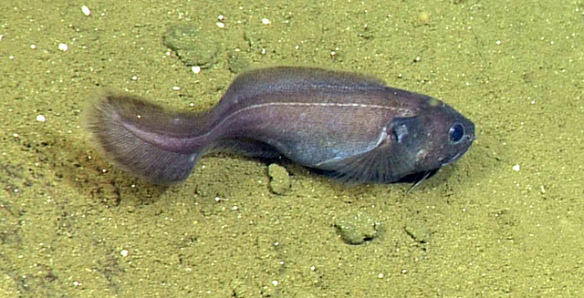 Deep-sea fish communities affected by oxygen and temperature • MBARI