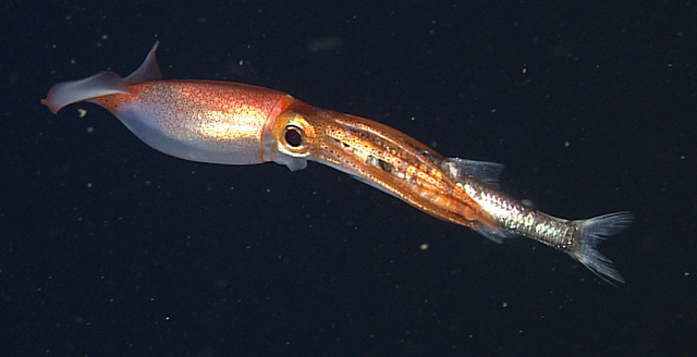 Running the gauntlet— Deep-sea animals face multiple dangers in their daily  migration • MBARI