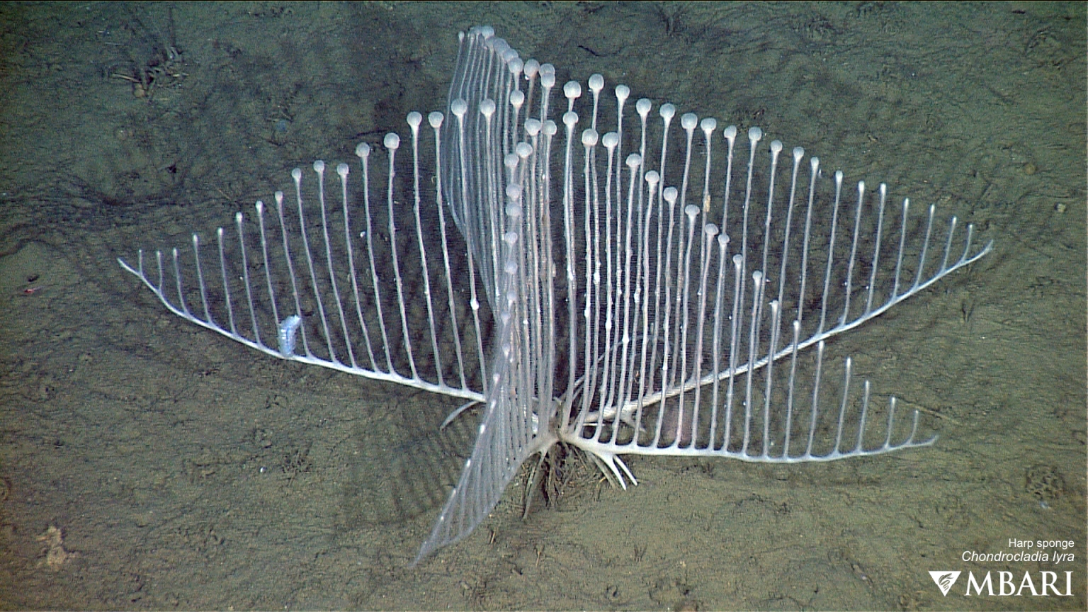 Harp sponge MBARI