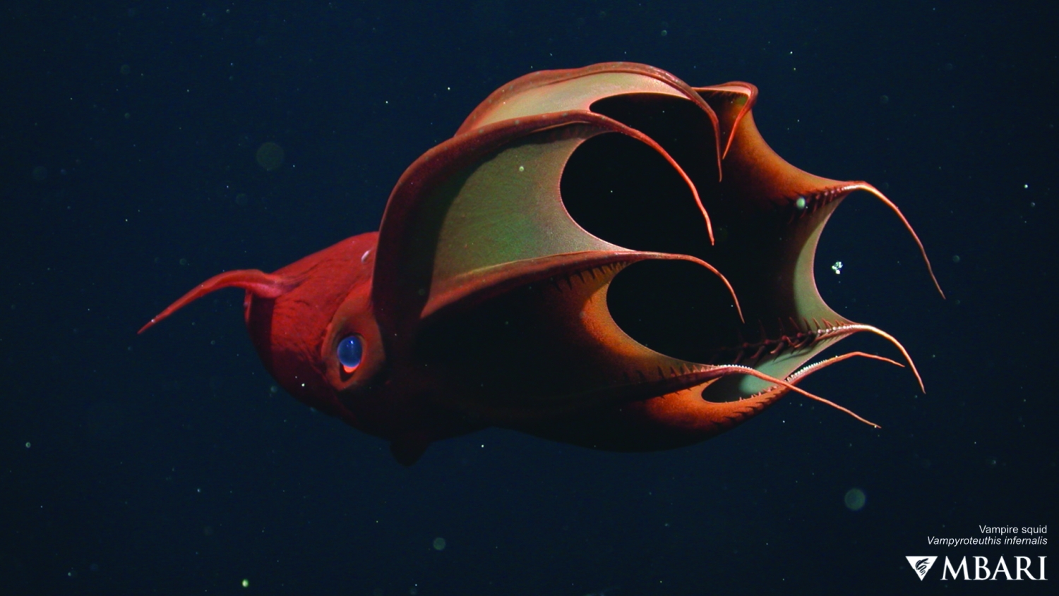 Vampire squid | MBARI