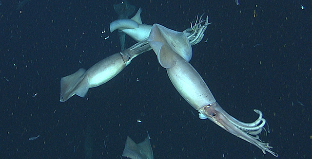 Deciphering the visual language of Humboldt squid • MBARI