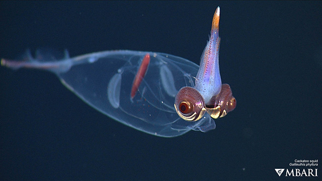 Deep Sea Wallpapers Mbari