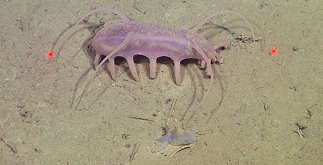 Deep-sea animal communities can change dramatically and erratically over  time • MBARI