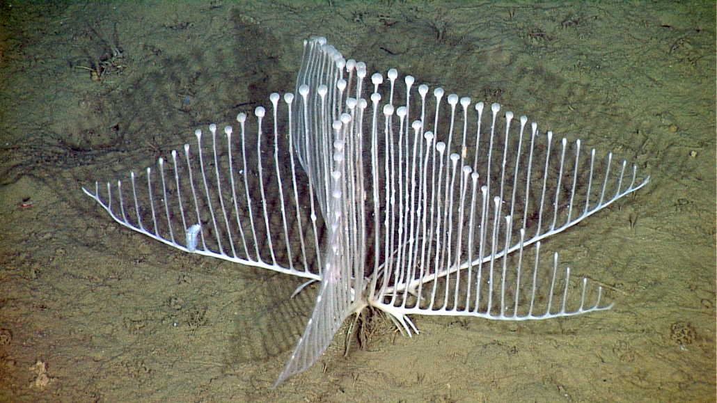 Harp Sponge MBARI