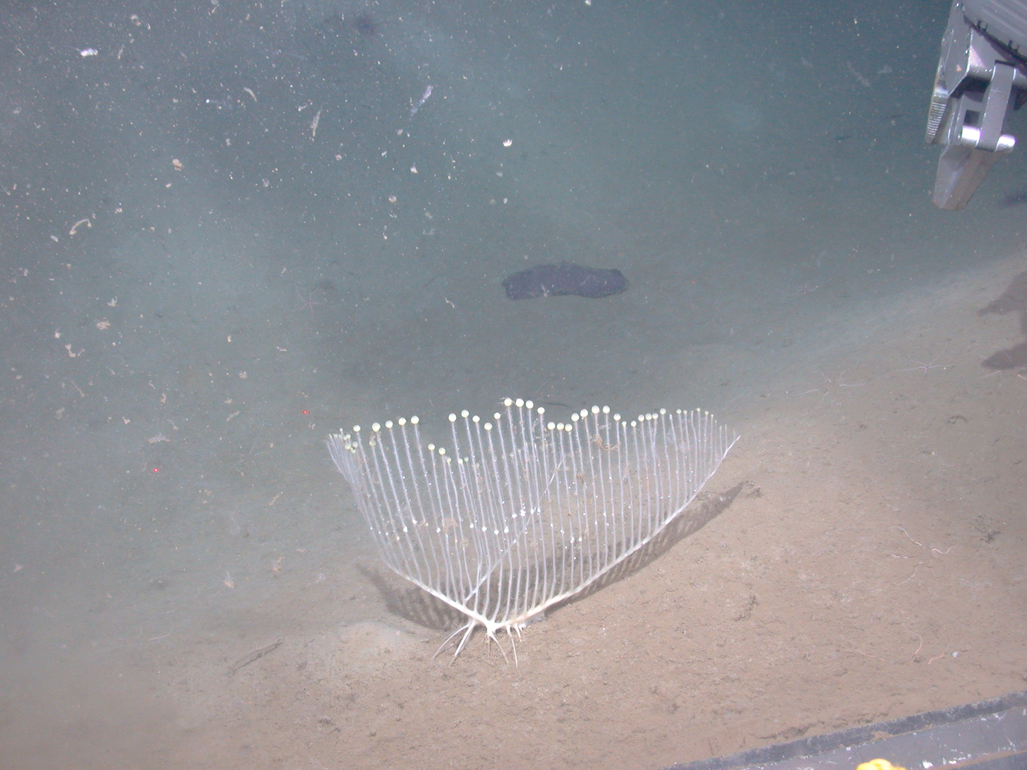 Harp sponge MBARI