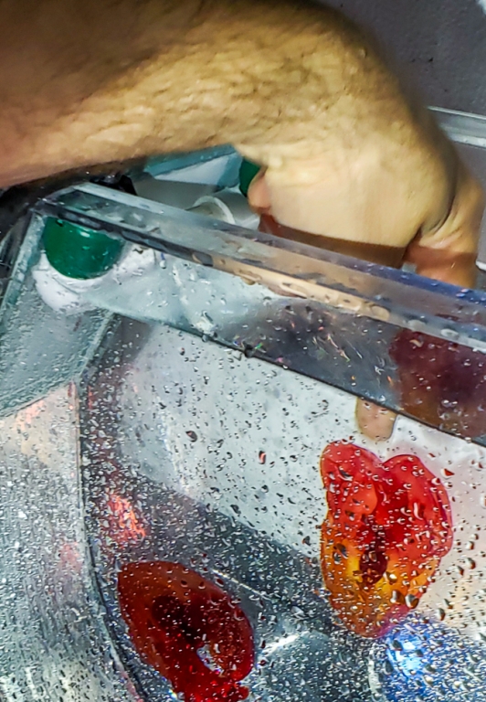 Bloodybelly comb jelly MBARI