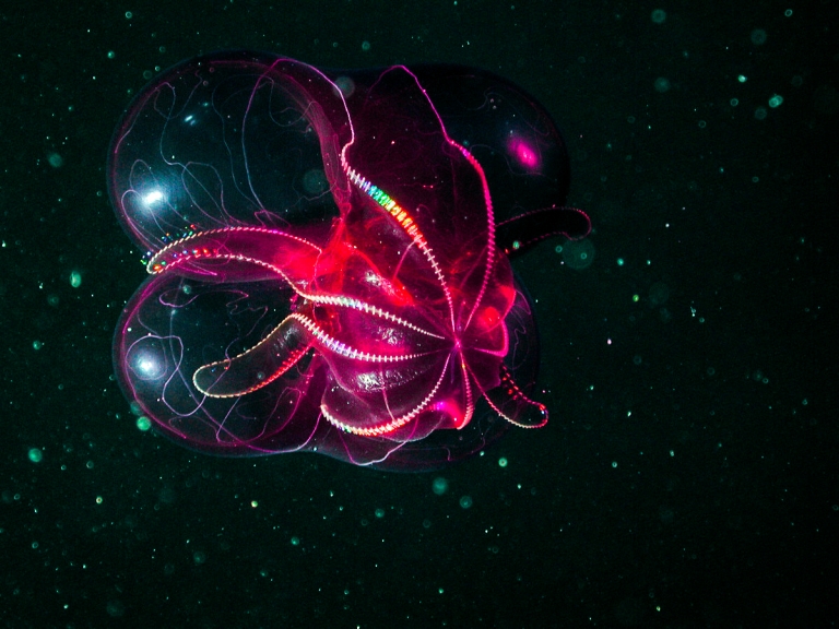 Bloodybelly comb jelly MBARI