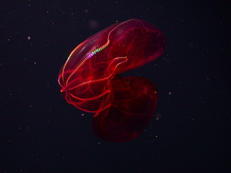 Bloodybelly comb jelly MBARI