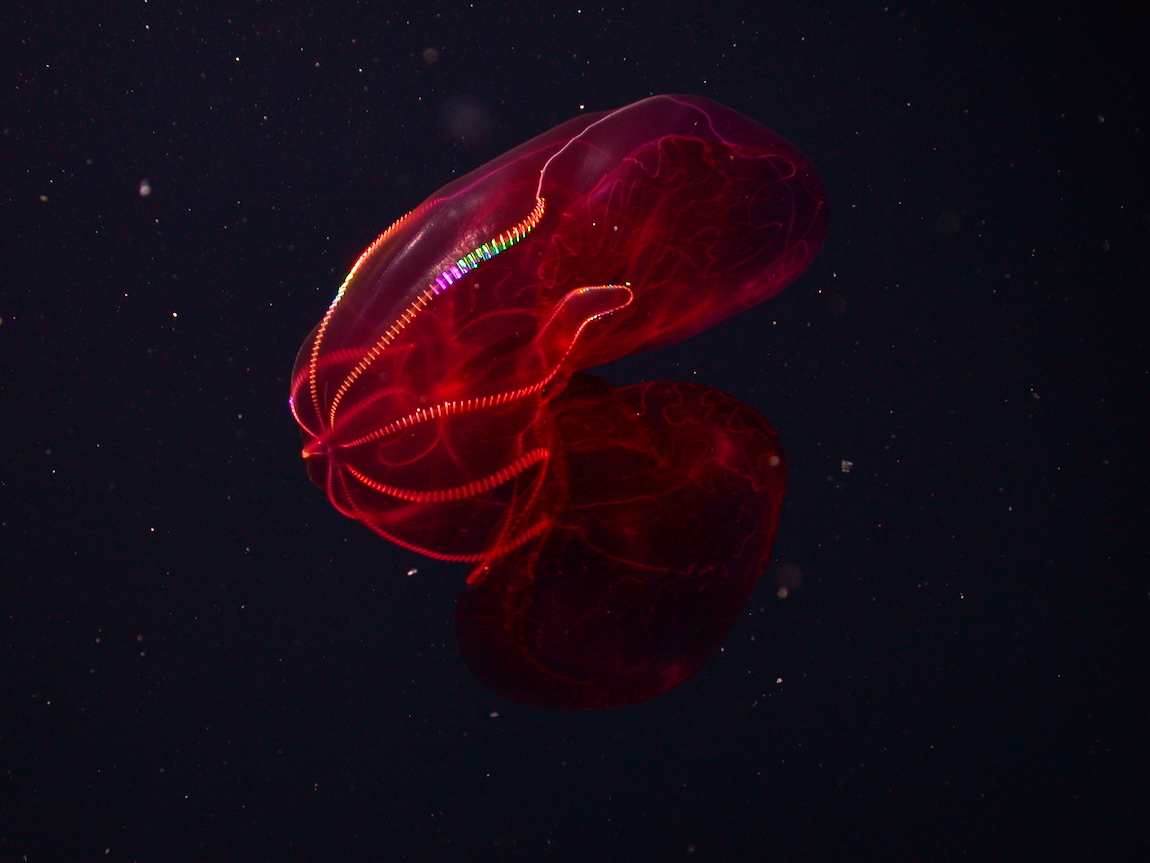 Bloody-belly comb jelly • MBARI