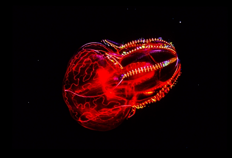 Bloody-belly comb jelly - MBARI