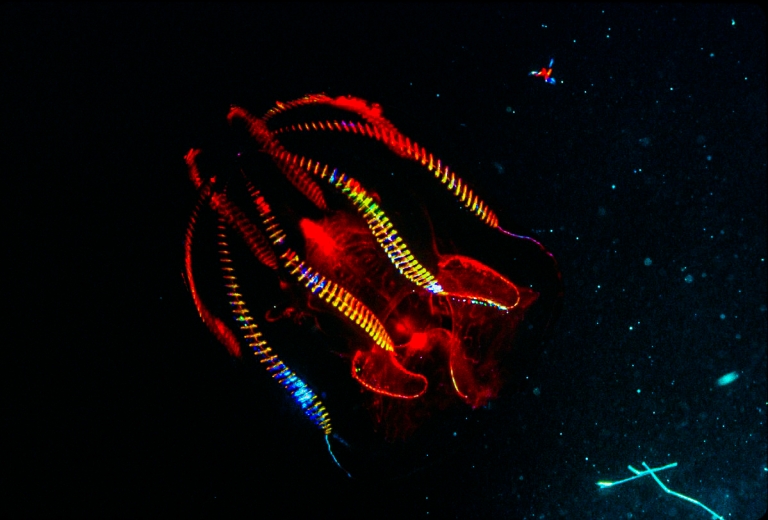 Bloodybelly comb jelly MBARI