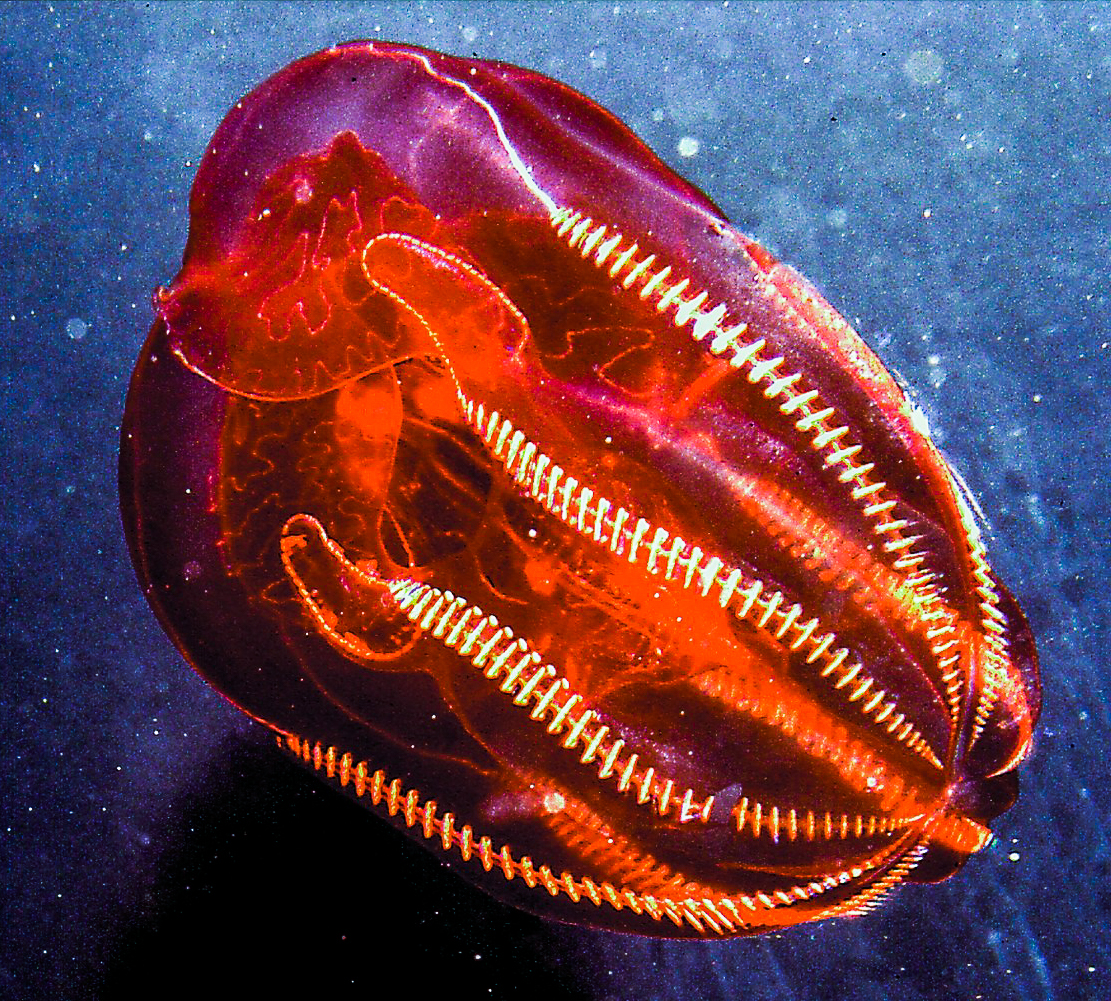 Bloodybelly comb jelly MBARI