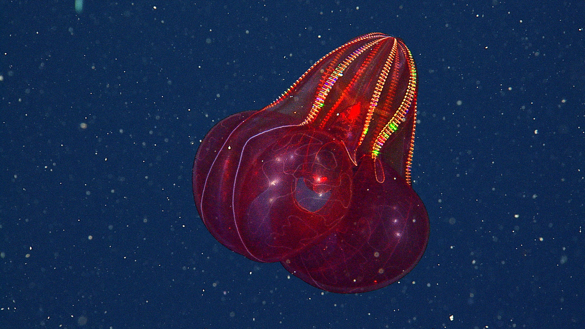 Bloodybelly comb jelly MBARI