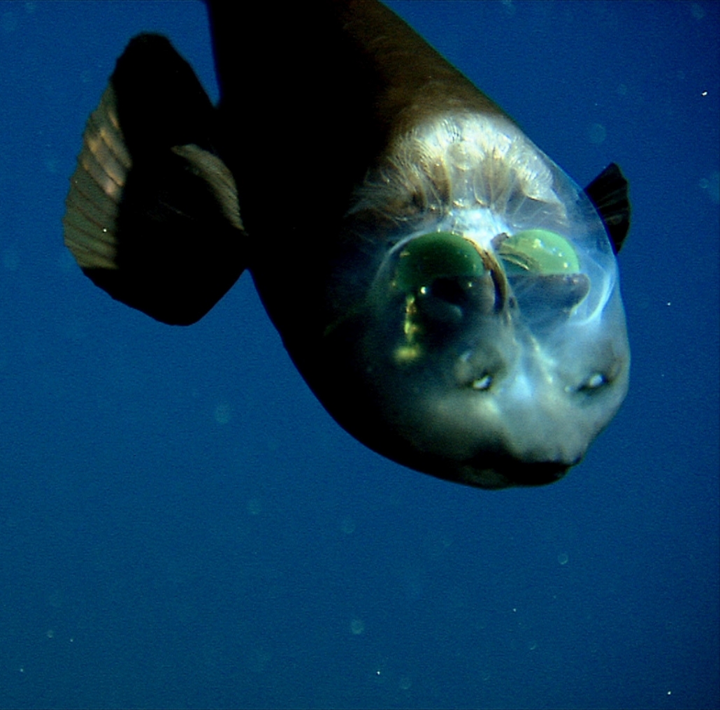 Barreleye fish | MBARI